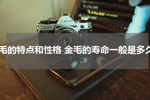 金毛的特点和性格 金毛的寿命一般是多久