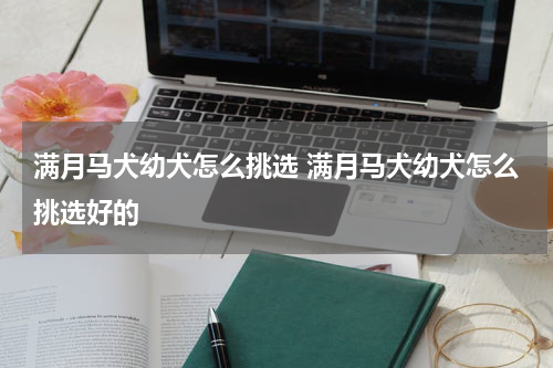满月马犬幼犬怎么挑选 满月马犬幼犬怎么挑选好的
