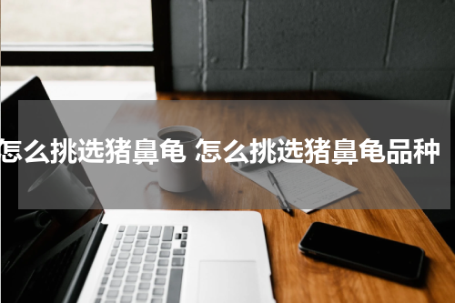 怎么挑选猪鼻龟 怎么挑选猪鼻龟品种