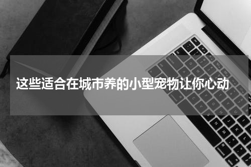 这些适合在城市养的小型宠物让你心动