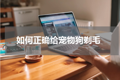 如何正确给宠物狗剃毛