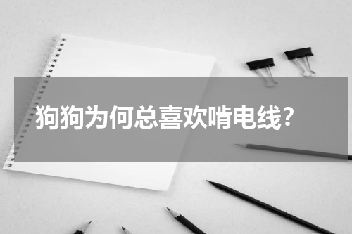 狗狗为何总喜欢啃电线?