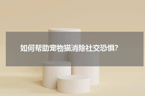  如何帮助宠物猫消除社交恐惧？