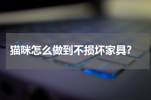 猫咪怎么做到不损坏家具?