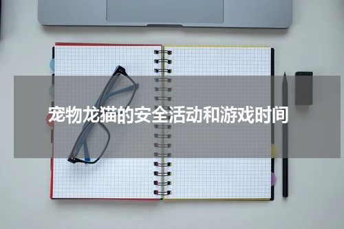 宠物龙猫的安全活动和游戏时间