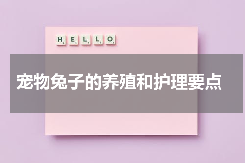 宠物兔子的养殖和护理要点