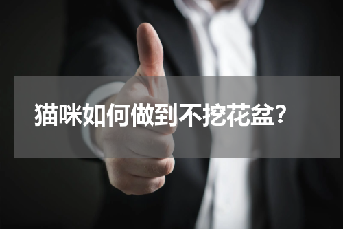 猫咪如何做到不挖花盆?