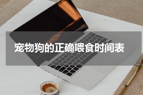 宠物狗的正确喂食时间表