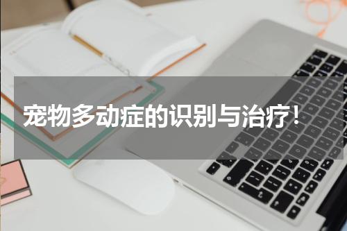 宠物多动症的识别与治疗!