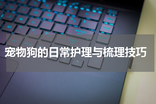  宠物狗的日常护理与梳理技巧