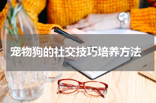 宠物狗的社交技巧培养方法
