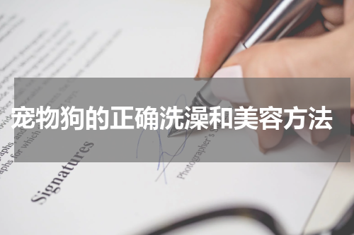 宠物狗的正确洗澡和美容方法