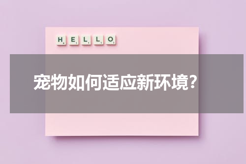 宠物如何适应新环境?