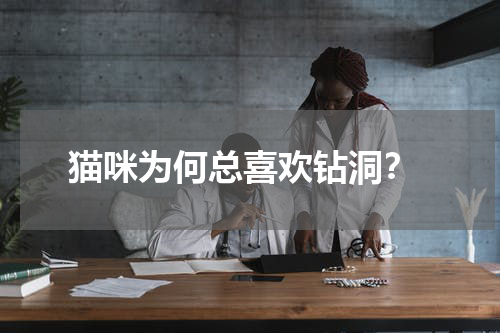 猫咪为何总喜欢钻洞?
