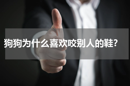 狗狗为什么喜欢咬别人的鞋?