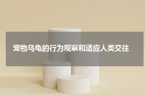 宠物乌龟的行为观察和适应人类交往