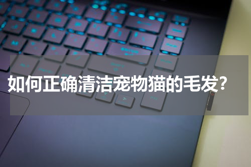 如何正确清洁宠物猫的毛发?