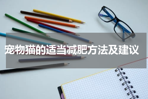 宠物猫的适当减肥方法及建议
