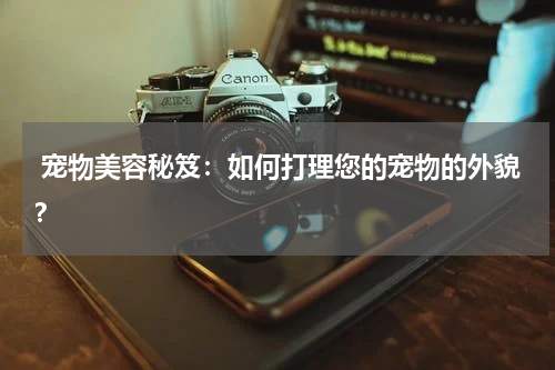 宠物美容秘笈:如何打理您的宠物的外貌?