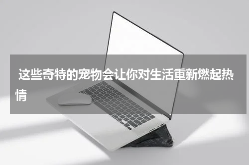 这些奇特的宠物会让你对生活重新燃起热情