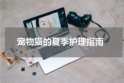 宠物猫的夏季护理指南