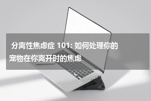  分离性焦虑症 101: 如何处理你的宠物在你离开时的焦虑