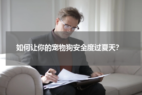 如何让你的宠物狗安全度过夏天?