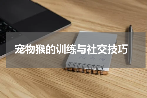 宠物猴的训练与社交技巧