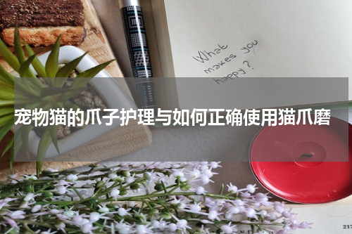 宠物猫的爪子护理与如何正确使用猫爪磨