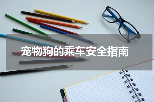 宠物狗的乘车安全指南