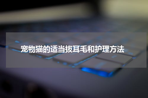 宠物猫的适当拔耳毛和护理方法