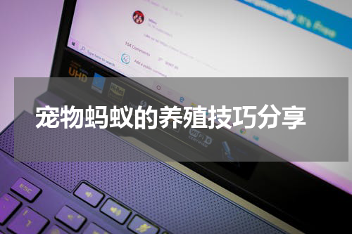 宠物蚂蚁的养殖技巧分享