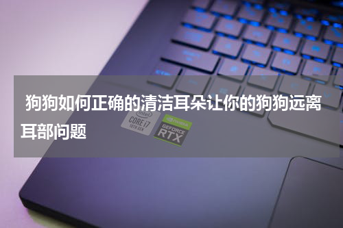 狗狗如何正确的清洁耳朵让你的狗狗远离耳部问题