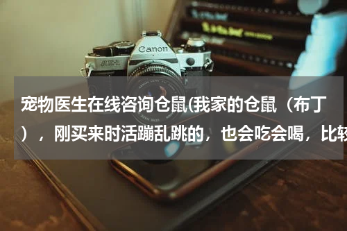 宠物医生在线咨询仓鼠(我家的仓鼠（布丁），刚买来时活蹦乱跳的，也会吃会喝，比较活泼。但是最近几天)