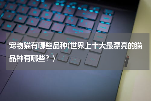 宠物猫有哪些品种(世界上十大最漂亮的猫品种有哪些?)