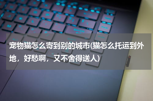 宠物猫怎么寄到别的城市(猫怎么托运到外地,好愁啊,又不舍得送人)