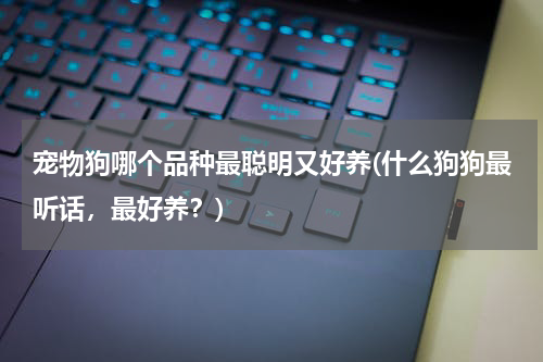宠物狗哪个品种最聪明又好养(什么狗狗最听话,最好养?)