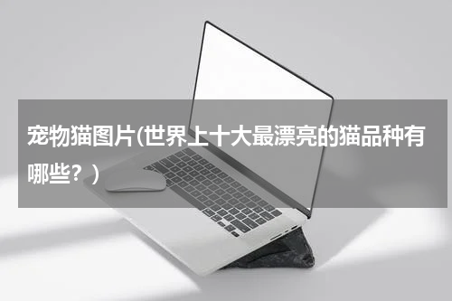 宠物猫图片(世界上十大最漂亮的猫品种有哪些?)