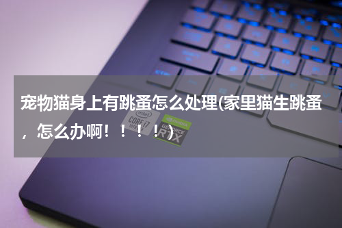 宠物猫身上有跳蚤怎么处理(家里猫生跳蚤,怎么办啊!!!!)