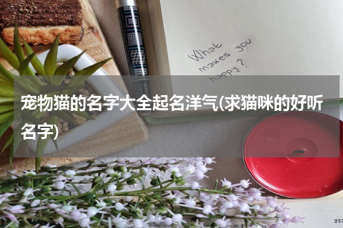 宠物猫的名字大全起名洋气(求猫咪的好听名字)