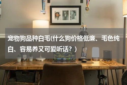 宠物狗品种白毛(什么狗价格低廉、毛色纯白、容易养又可爱听话?)