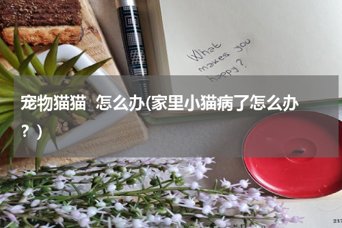 宠物猫猫 怎么办(家里小猫病了怎么办?)