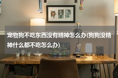 宠物狗不吃东西没有精神怎么办(狗狗没精神什么都不吃怎么办)