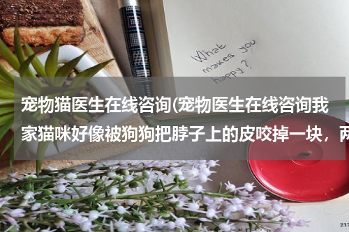 宠物猫医生在线咨询(宠物医生在线咨询我家猫咪好像被狗狗把脖子上的皮咬掉一块，两天了，血止住了，可是露出红红的肉，)