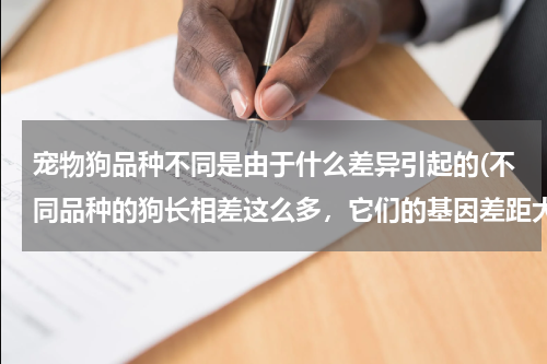 宠物狗品种不同是由于什么差异引起的(不同品种的狗长相差这么多,它们的基因差距大吗)