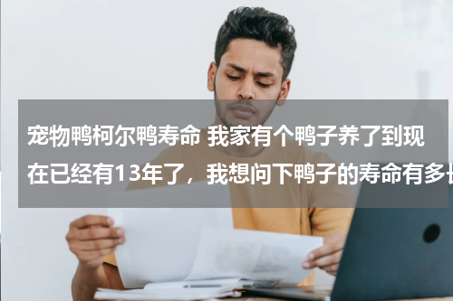 宠物鸭柯尔鸭寿命 我家有个鸭子养了到现在已经有13年了，我想问下鸭子的寿命有多长啊？