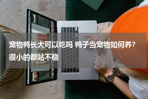 宠物鸭长大可以吃吗 鸭子当宠物如何养？很小的都站不稳