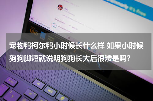 宠物鸭柯尔鸭小时候长什么样 如果小时候狗狗脚短就说明狗狗长大后很矮是吗？
