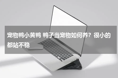 宠物鸭小黄鸭 鸭子当宠物如何养？很小的都站不稳