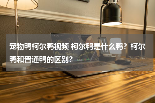 宠物鸭柯尔鸭视频 柯尔鸭是什么鸭？柯尔鸭和普通鸭的区别？